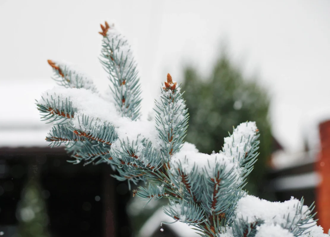 Planten in winter