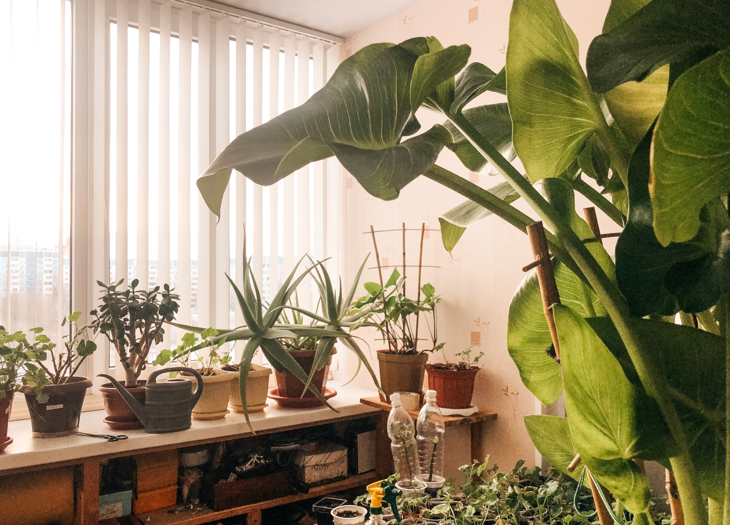 Planten in kamers