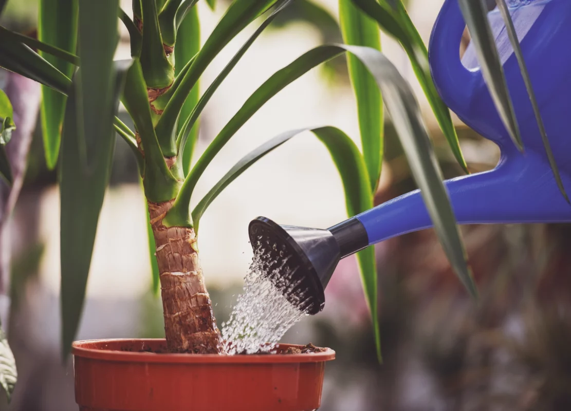 Planten water geven