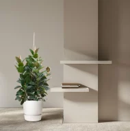 Ficus robusta (Indische rubberboom) in een modern interieur met decoratieve elementen