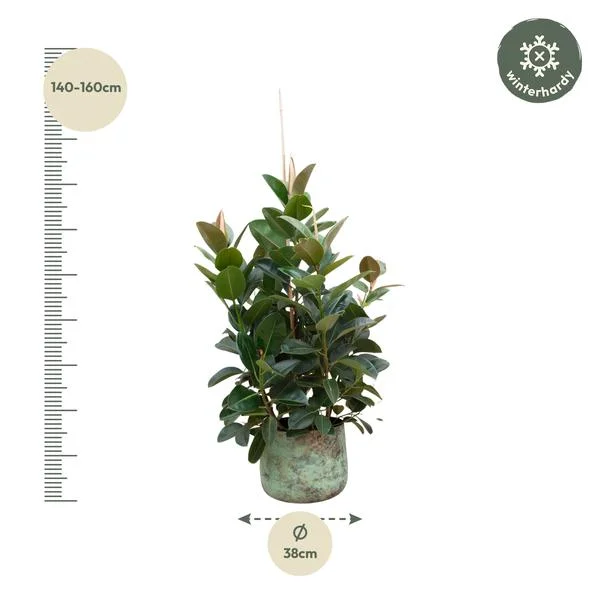 Ficus robusta (Indische rubberboom) vertakt in een decoratieve pot, geschikt voor interieurdecoratie