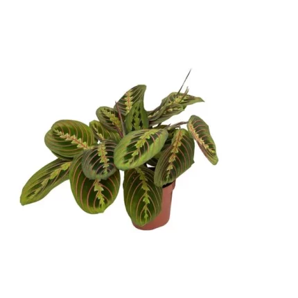 Maranta Fascinator, Tienstreep Maranta