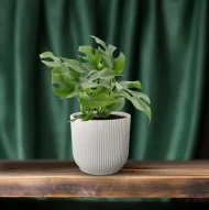 Monstera minima plant in een ribbelige pot op een houten tafel met groene achtergrond