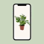 Monstera minima plant weergegeven op een mobiele telefoon, minimalistische achtergrond