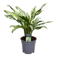 Aglaonema Juliette groene kamerplant in grijze pot, 40 cm hoog