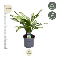 Aglaonema Juliette plant geschikt voor halfzon, in pot van 40 cm