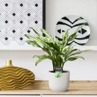 Aglaonema Juliette als decoratie in een modern interieur