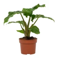 Alocasia Low Rider van 30 cm hoog in een terracottapot, ideaal voor elke kamer