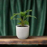 De Alocasia Low Rider van 30 cm in een witte moderne pot, perfect voor een chique interieur