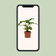 Alocasia Low Rider in een terracottapot afgebeeld op een smartphone