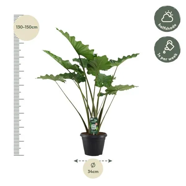 Alocasia Portodora van 140 cm met een pot van 34 cm doorsnede