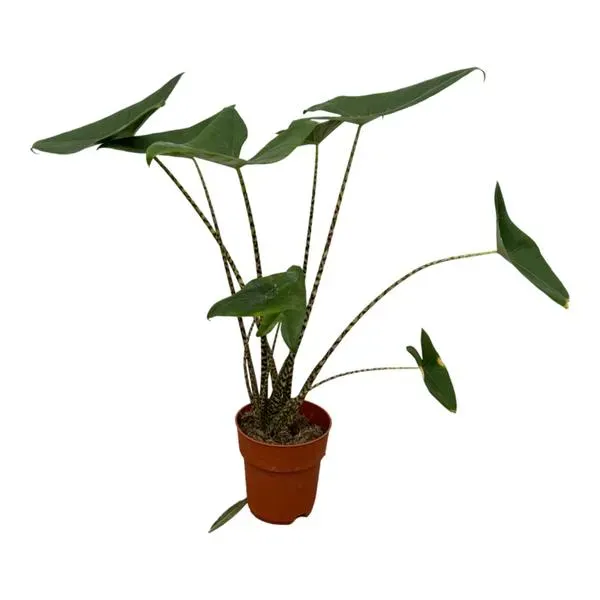 Alocasia Zebrina kamerplant, bekend als olifantsoor, met opvallende gestreepte stelen en grote groene bladeren. Deze plant heeft een hoogte van 80 cm en is een unieke toevoeging aan elk interieur.