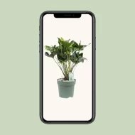 De Anthurium Arrow kamerplant weergegeven op een smartphone, perfect voor eenvoudig online bestellen