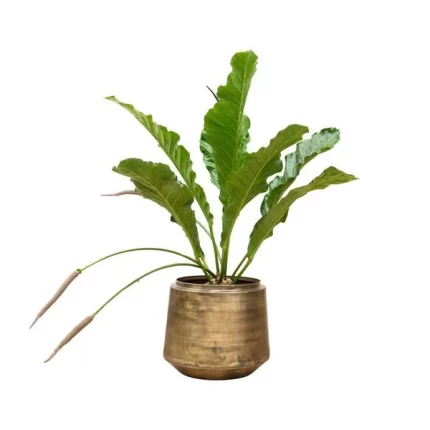 Anthurium Botanical King Flamingoplant in bronzen pot, groot formaat