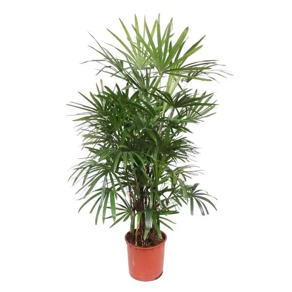 Tropische Bamboepalm Rhapis Excelsa, een kamerplant van 190 cm hoog met een potdiameter van 34 cm.