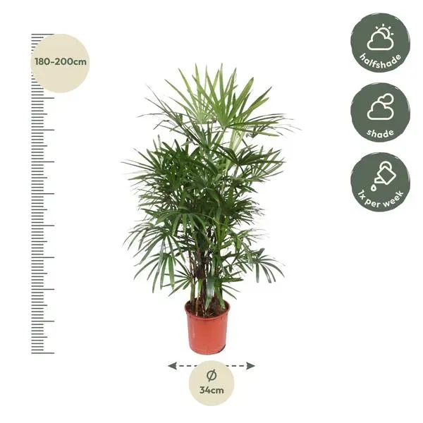 Gedetailleerde afmetingen van de Bamboepalm Rhapis Excelsa: hoogte 190 cm en potdiameter 34 cm.