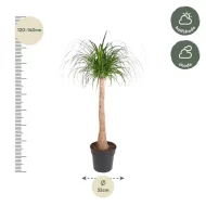 Beaucarnea recurvata olifantspoot plant, hoogte 120-140 cm, geschikt voor halfschaduw en schaduw