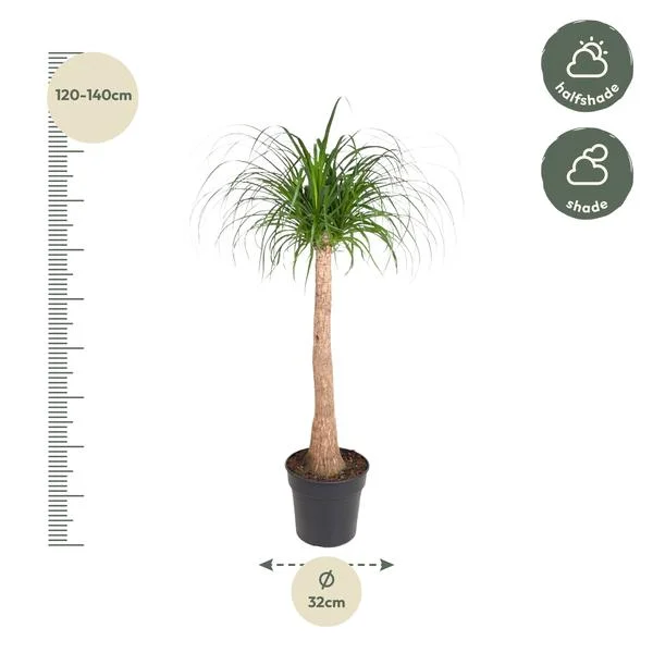 Beaucarnea recurvata olifantspoot plant, hoogte 120-140 cm, geschikt voor halfschaduw en schaduw