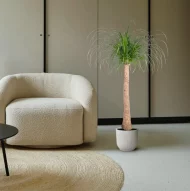 Beaucarnea recurvata olifantspoot plant als eyecatcher in een modern interieur