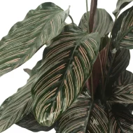 Close-up van de bladeren van de Calathea Ornata