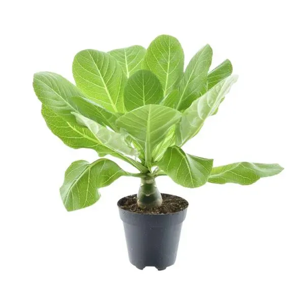 Volledige Brighamia Insignis Hawaiiaanse palm in een zwarte pot, ideaal als kamerplant voor een tropische sfeer.