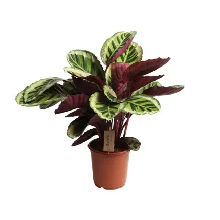 Calathea Angela Pauwenplant met een potmaat van 21 cm en een hoogte van 55 cm, ideaal voor je interieur.