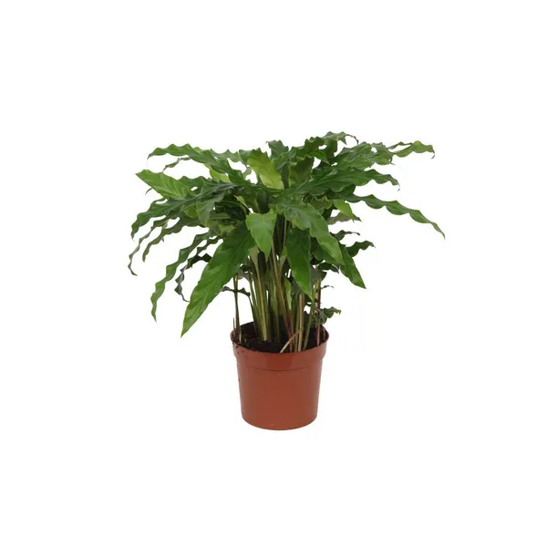 De Calathea Bluegrass, ook bekend als de Pauwenplant, afgebeeld in een bruine pot. Ideaal voor binnenruimtes en bekend om zijn luchtzuiverende eigenschappen.