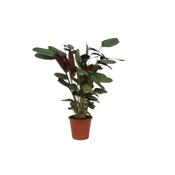 Calathea Compactstar, de Pauwenplant, een kamerplant met een hoogte van 80 cm. Perfect voor woonkamer, kantoor of slaapkamer. Prachtig blad met opvallende patronen.