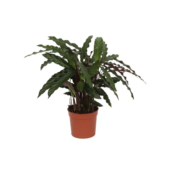 Volledige Calathea Elgergrass plant in een pot, Pauwenplant, 40 cm hoog.