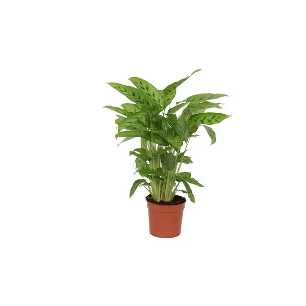 Volledige Calathea Leopardina plant, ook wel Pauwenplant genoemd, in een bruine pot van 40 cm hoog