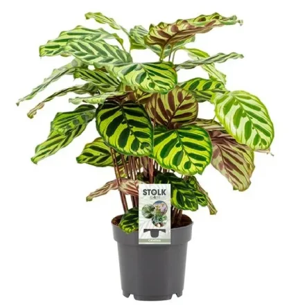 Compacte Calathea Makoyana, ook wel pauwenplant genoemd, met een hoogte van 45 cm.