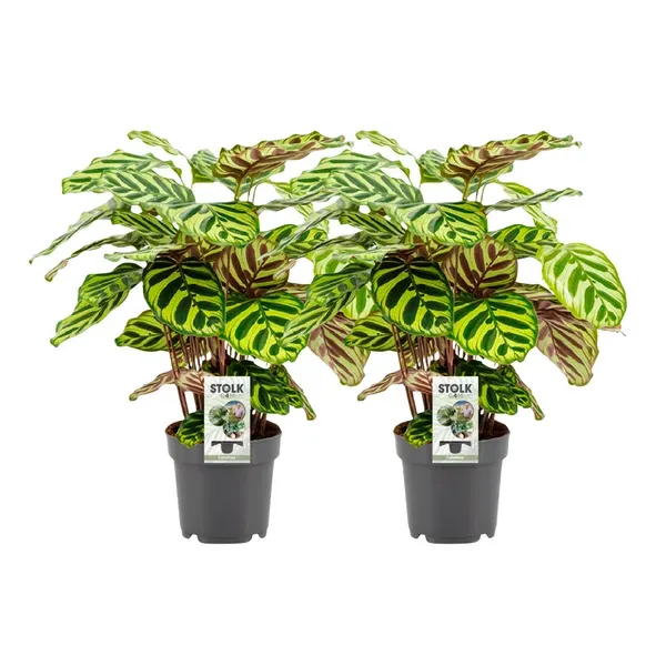 Set van twee Calathea Makoyana kamerplanten, ook bekend als Pauwenplanten, 45 cm hoog in sierpotten, ideaal voor een exotisch accent in je interieur.