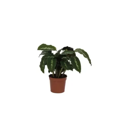 Calathea Maui Queen, een stijlvolle kamerplant van 40 cm hoog, met sierlijke bladeren en ideaal voor een modern interieur