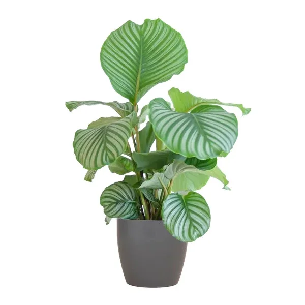 Calathea Orbifolia kamerplant in een Viber grijze pot met een hoogte van 65 cm