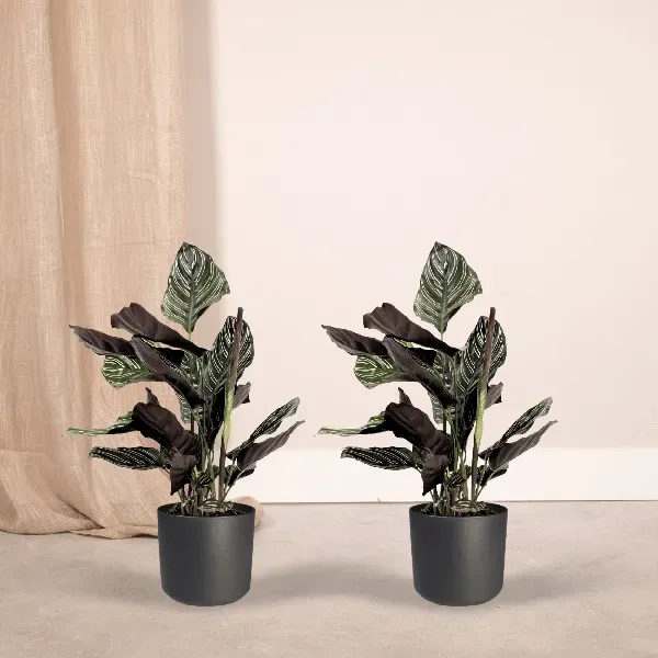 Twee Calathea Ornata planten in plastic potten