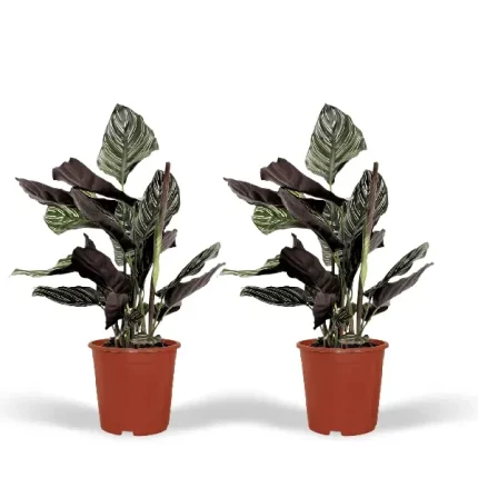 Twee Calathea Ornata planten in plastic potten