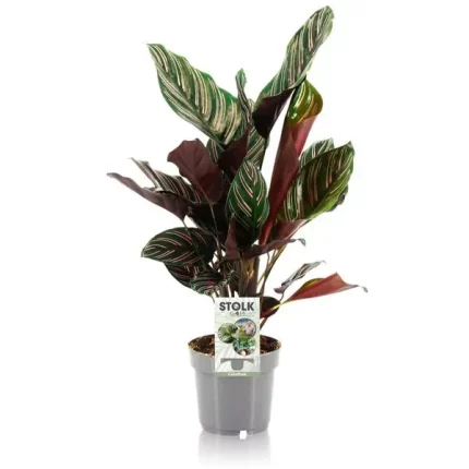 De Calathea ornata, bekend als de Pauwenplant, met prachtig gestreepte bladeren, 45 cm hoog.