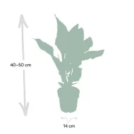 Silhouet van de Calathea Ornata (Pauwenplant) met afmetingen van 50 cm hoog en 14 cm breed.