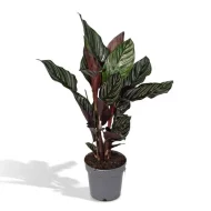 Calathea Ornata (Pauwenplant) in zijn standaard plastic pot voor verzending.