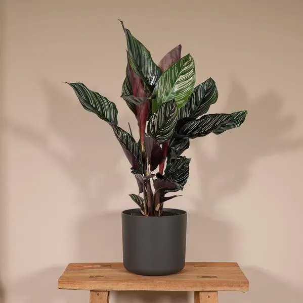 De Calathea Ornata (Pauwenplant) geplaatst op een houten tafel in een stijlvolle pot.