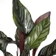 Gedetailleerd beeld van de bladeren van de Calathea Ornata (Pauwenplant) met roze accenten.