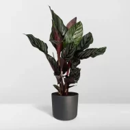 De Calathea Ornata (Pauwenplant) met neutrale achtergrond voor een minimalistisch effect.