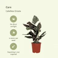 Calathea Ornata plant met verzorgingsinstructies