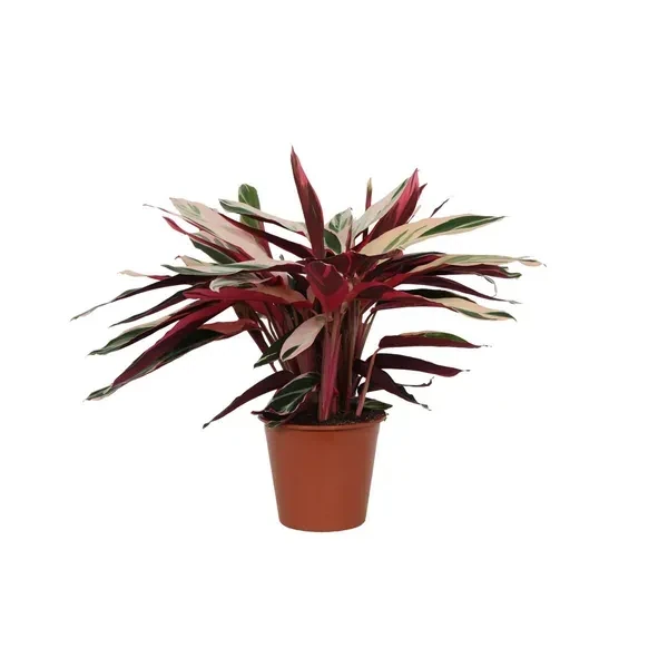 Calathea Triostar (Stromanthe), een driekleurige kamerplant van 80 cm, perfect voor elk interieur, met groene, roze en crèmekleurige bladeren.