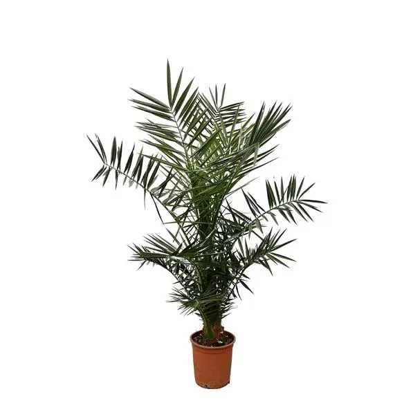 Canarische dadelpalm Phoenix Canariensis van 130 cm hoog met potmaat ø20 cm, perfect voor zowel binnen als buiten.