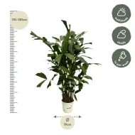 Caryota Mitis vissenstaartpalm van 110-130 cm hoog met een potdiameter van 19 cm, inclusief verzorgingstips zoals water geven en standplaats