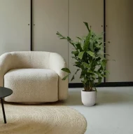 Caryota Mitis vissenstaartpalm in een witte sierpot, geplaatst in een minimalistisch interieur met beige stoel en rond vloerkleed