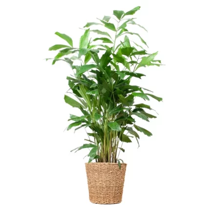 Caryota Mitis XL vissenstaartpalm in een mand Torun, een elegante en grote kamerplant van 130 cm hoog.