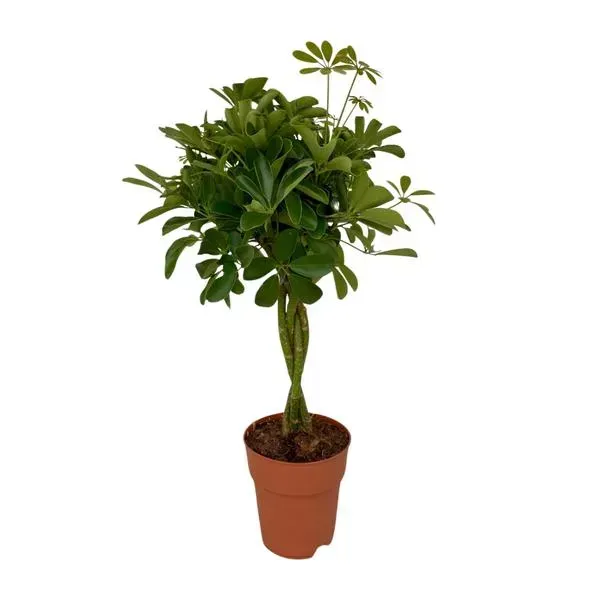 Schefflera Compacta, vingersboom, met een gedetailleerd beeld van de groene bladeren in een terracotta pot.