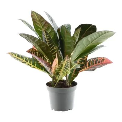 Codiaeum variegatum 'Petra' in zwarte kweekpot, kleurrijke bladeren in groen, geel en rood, 30 cm hoog.